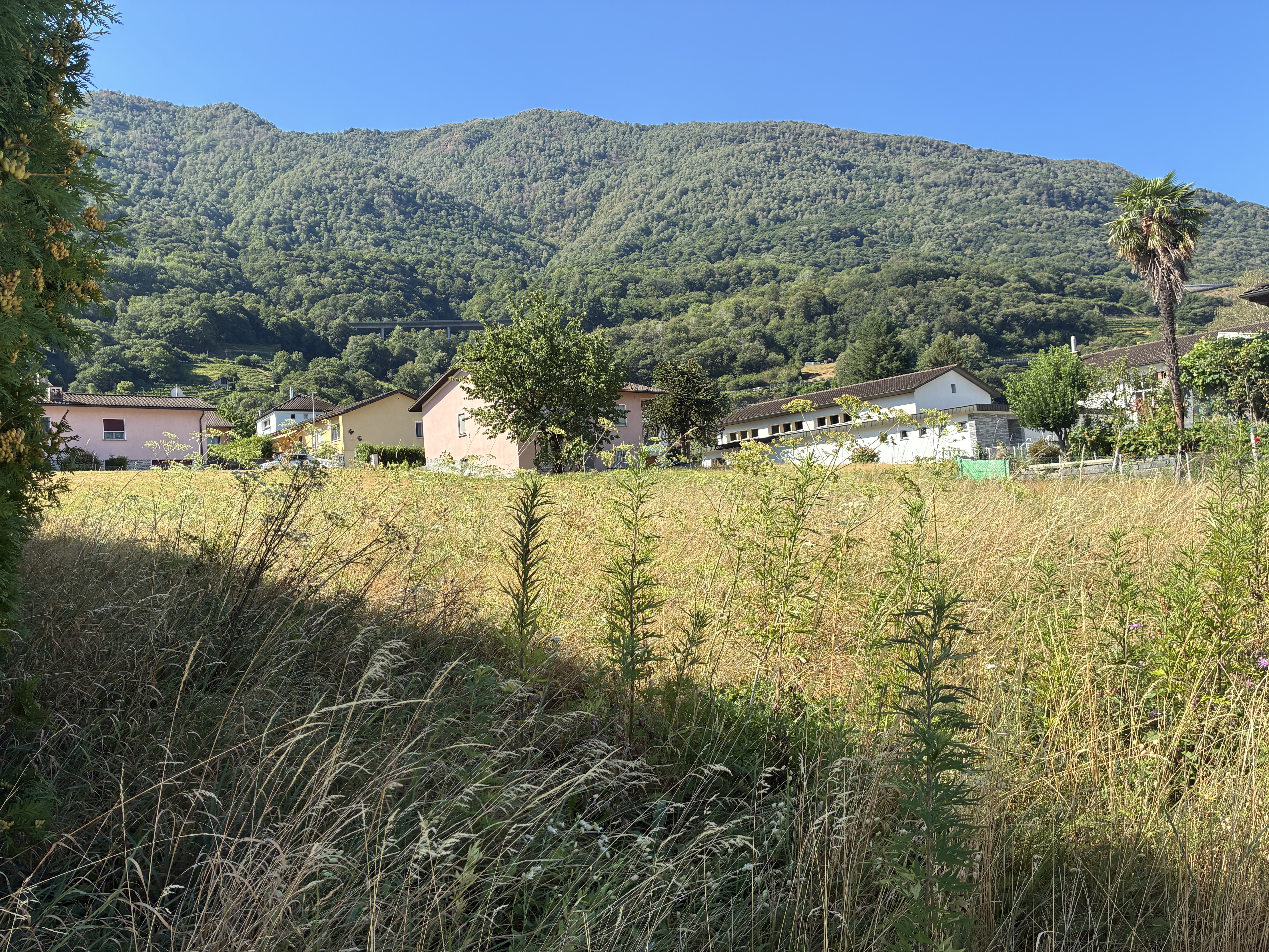 IMG_4172.jpeg
